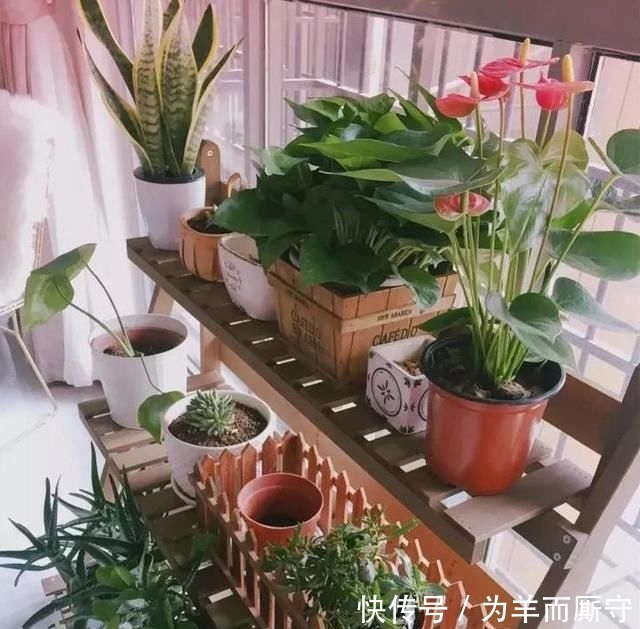 [人间天堂]在阳台搭一个花架, 造一处自己的人间天堂