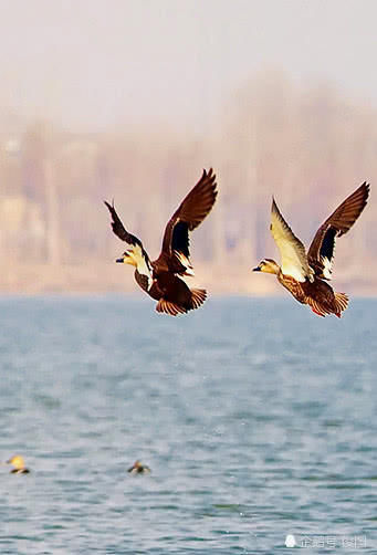 十里溱湖,上演“万鸟云集”奇观,4000只野鸭中出现6只怪鸟