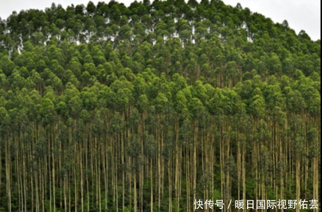  「十万大山」广西桉树产量全世界第一，桉树真的会污染环境吗