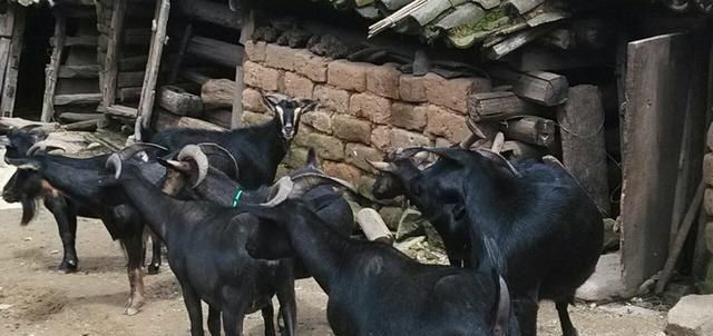  「致富经」王先生听着《致富经》养羊，已经四年了。 现在骑虎难