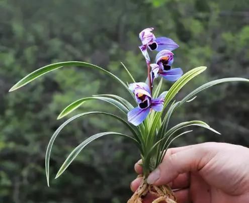  「展现出」此花，花型大气优雅，不同的花型，展现出的花各有不同。