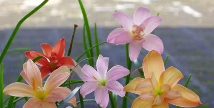  「栀子花」聪明人都爱养这3种花,养花也养人,在家养1盆,“旺财”又旺事业...