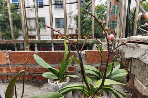  『剪掉』蝴蝶兰花苞不开花还消苞？花梗做个小手术，3天蝴蝶兰就爆花