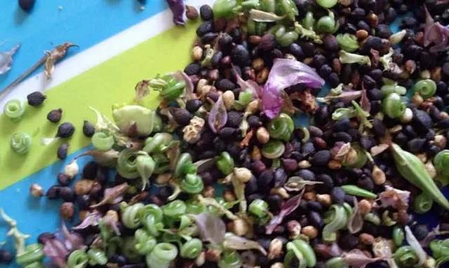 凤仙花|凤仙花生长记录:带你揭秘凤仙花成长过程