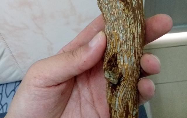  【沉香木】1克卖1万元？深山特有的树木，农民不种植，专家:农民