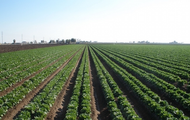 农民朋友不管多穷都不建议卖的两样东西，朋友们知道是什么吗？