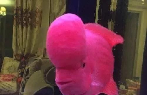  水质■罗汉鱼为什么频繁蹭缸？它们分别是什么表现，又该如何去治疗？
