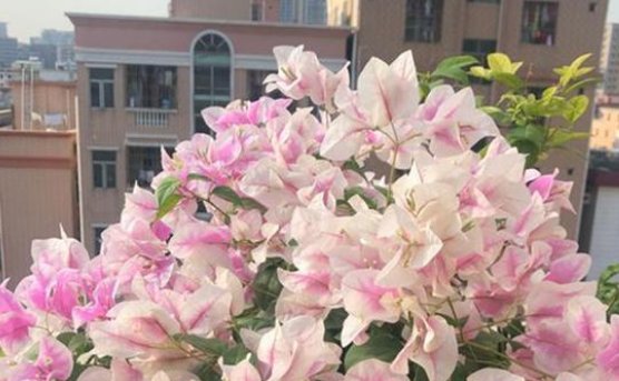  【磷钾肥】三角梅不开花的原因,三角梅不开花怎么办,这个你要知道