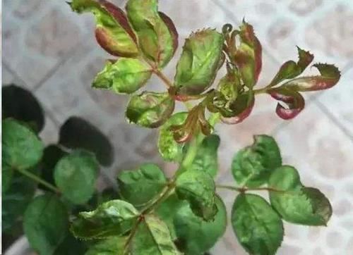 【小虫】养月季,花苞残了,就是大名鼎鼎的“蓟马”横行,当心月季毁容