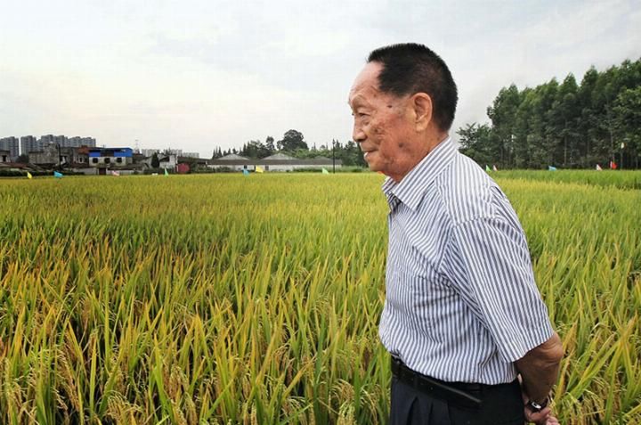 有记者问：外国粮食便宜，我们为何要自己种，袁隆平答这样一句话
