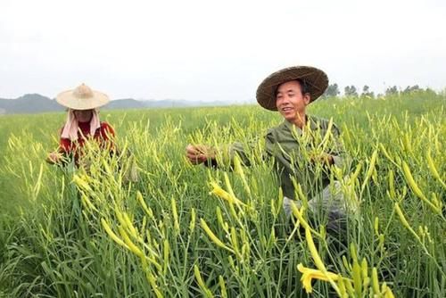  【懒人】农村1种“懒人菜”，只吃花不吃叶，种1次可采收多年，