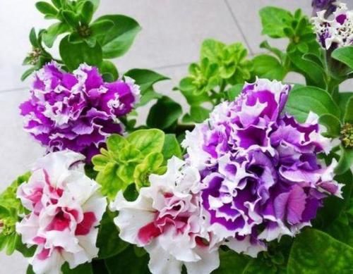  #重瓣牵牛花#庭院选这几款花，花姿妖娆，盛开时繁花似锦，花色美轮美奂