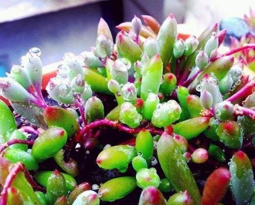  黄色的小花■1种多肉太好养，晒晒太阳，浇浇水，3月就能“流”出盆，像花帘子