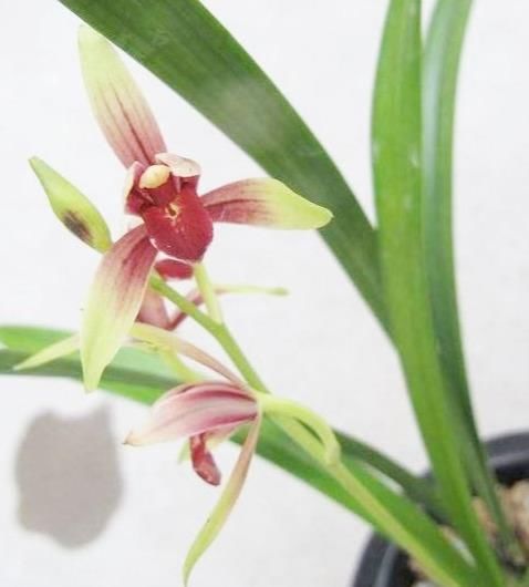  「品种」曾一苗难得的兰花，现在普草价，花色鲜艳，香味扑鼻，性价比极高
