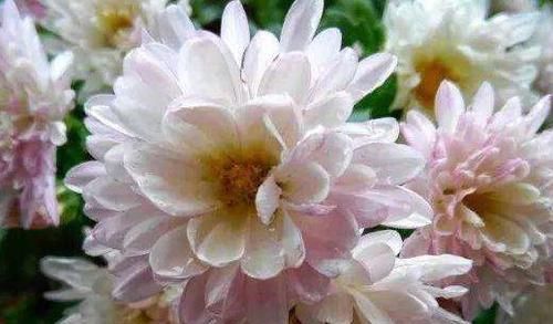  『粉嫩』居家最好养的花，花朵粉嫩丰腴，娇憨可爱，花期超长，好打理