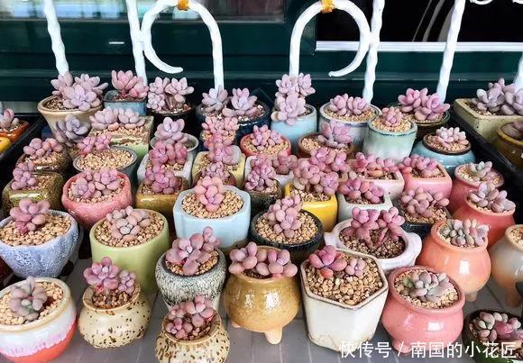 【花钱买】3种花太贵,不用花钱买,剪3根枝插土里,2周能生根!