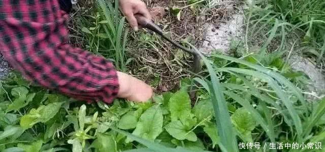 这种野草农村大妈靠它月入千元，你可别小瞧它，它是一种名贵药材