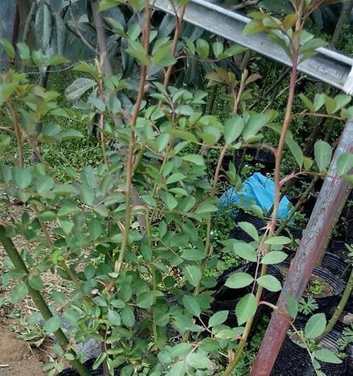  「嫁接苗」全世界最好看的花属于月季花,花开那么美又好养,怎能不心动