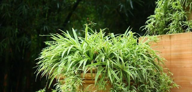  #成大#吊兰尖干成大问题，这里干货教你怎么办！