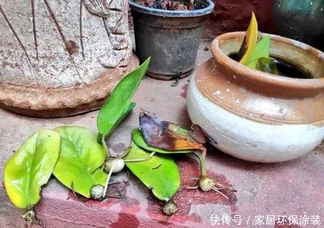  #长寿花#养花技巧：这5种花不用买了，蹭掉的叶子塞盆里，立马又冒一大盆