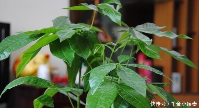 黄叶|发财树黄叶多、烂根不断?掌握“2怕”和“2勤”,叶片绿、长势猛