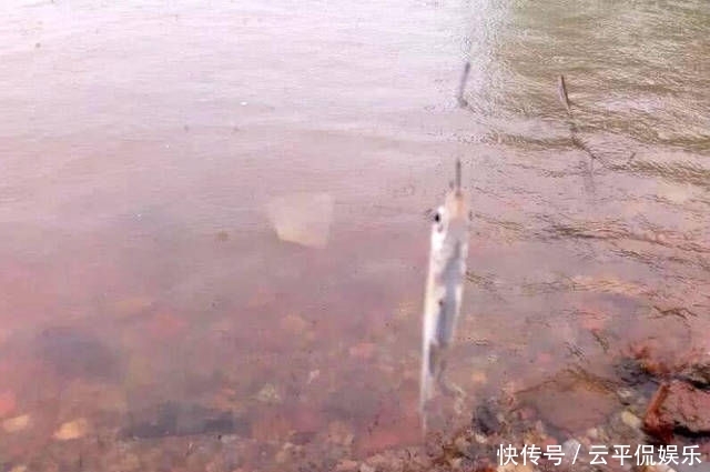 不折不扣:垂钓长江边,不折不扣的当了回“白条杀手”