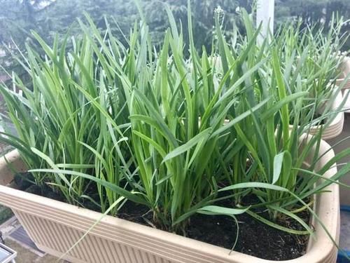  种种@阳台种种韭菜，4个小窍门，棵棵粗的像小葱，一年能割10茬