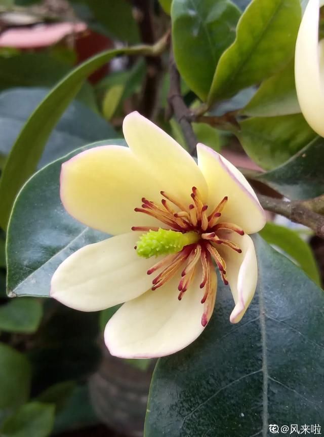 开出漂亮■阳春三月,出门踏青,原来有这么多漂亮花!