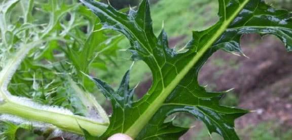 农村一种野草，浑身长刺却被誉为“药王”，却被农民当杂草除掉！