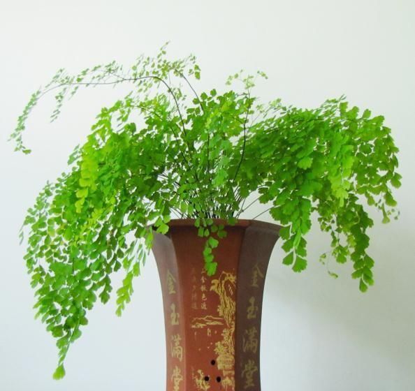  摆放@这9种花花草草，太适合摆放在茶室和书房了！绝配！