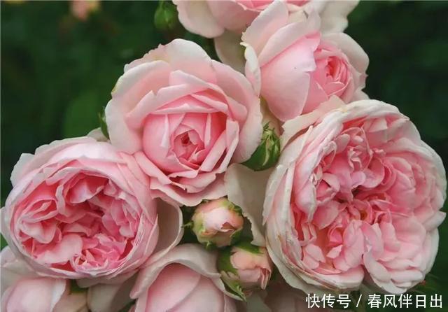  『龙沙宝石』这“7”种大型藤本月季，一年开次开花，家里有院子的有福了