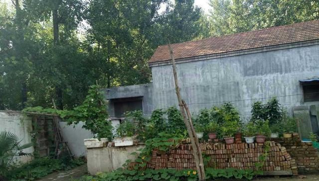  「我家」休假回农村来了，晒晒我家的农村小院，还是农村好！