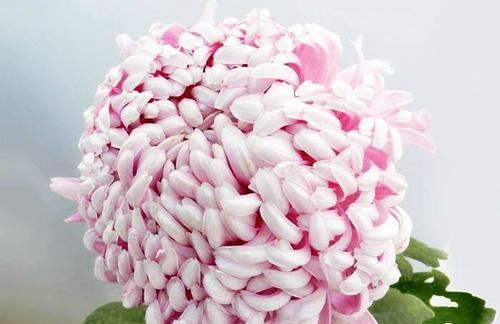 「梦乡」喜欢菊花,不如养盆“珍品菊花”久米梦乡,似粉嫩绒球,可爱优雅