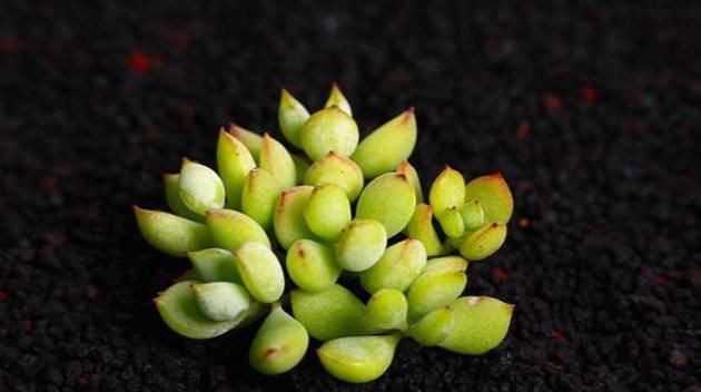  「高温」这些多肉植物，夏天别买，高温难养活！