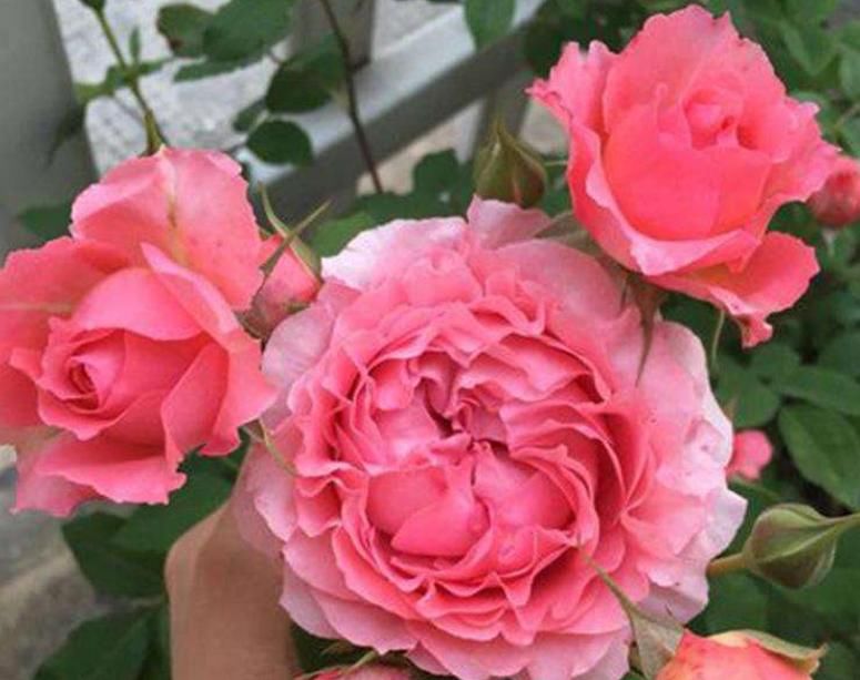  #定要注意#珊瑚果冻的养护方法，做好这“5点”四季开花，花朵各个丰满艳丽