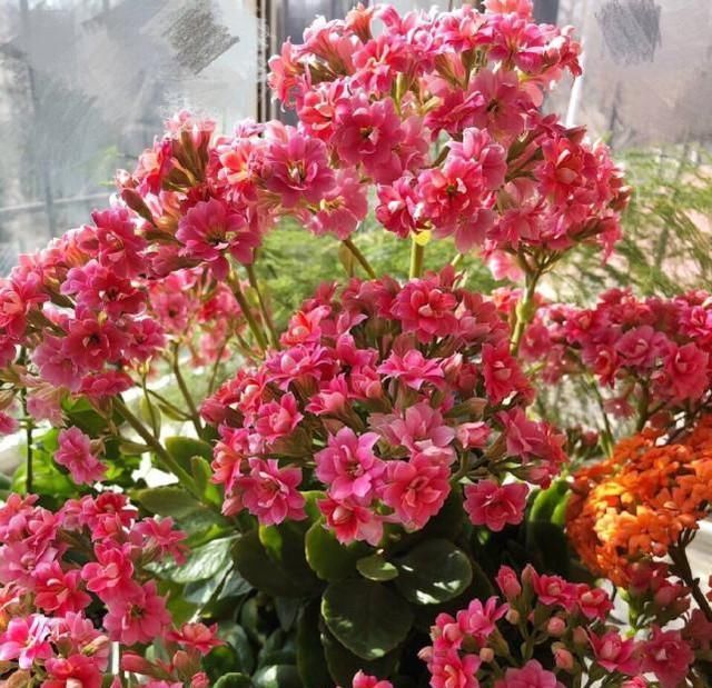  『剪掉』养长寿花用这两个小技巧，开花一团团，枝繁叶茂花儿多