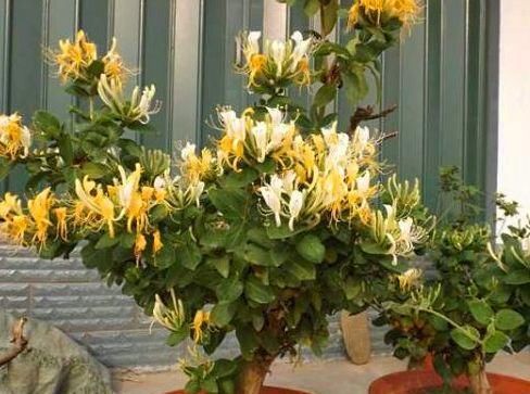  「迎春花」这3种植物开花达100天，越“老”越有价值，还能当作“传家宝”！