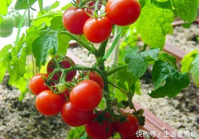 『营养』盆栽西红柿不开花不结果?是3点没做好,做好硕果累累美味营养