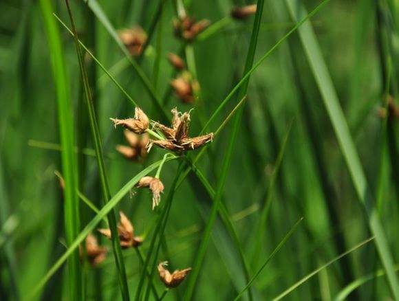 以前农村的杂草，如今被广泛种植，15元一斤成“摇钱树”
