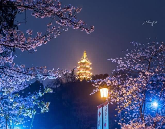 国内最灵“姻缘庙”，三生石上樱花树下，执子之手与子偕老