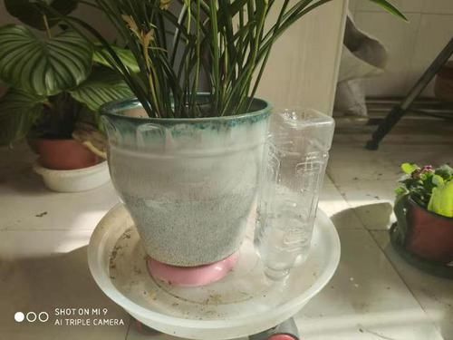  「矿泉水瓶」养兰花有妙招，一个矿泉水瓶倒着放，湿度大，根系旺，花满枝