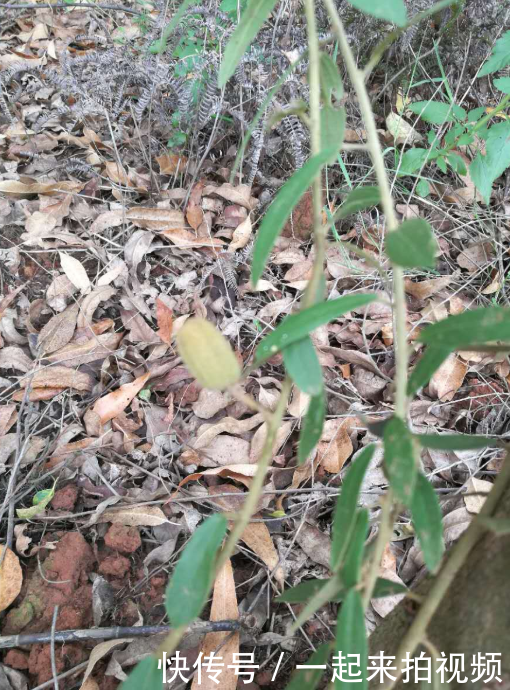  【农村】农村山上的稀罕物，现在越来越少了，过几年不知是否还