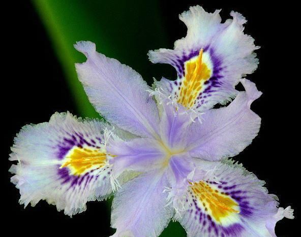  「艳丽」喜欢兰花，不如养盆扁竹兰，花形奇特，花色艳丽多姿。
