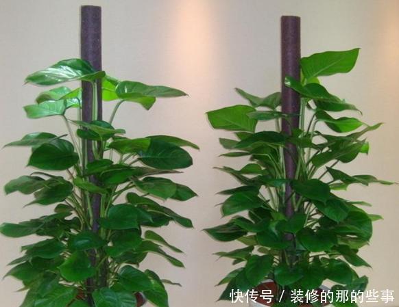  绿萝|养了好几年的绿萝，却只是小小一盆，找到这个小技巧，施肥都省了