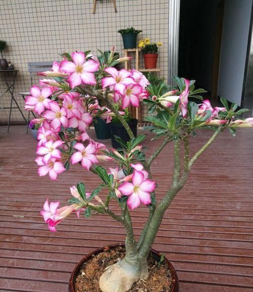  「收空」年年买花，年年收空盆，一直以来的方法全都用错了！