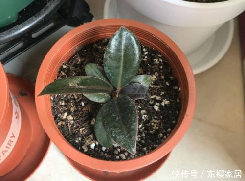 适合:4种花最适合“叶插”,掐个叶子插土里就能活,既不娇气还好养