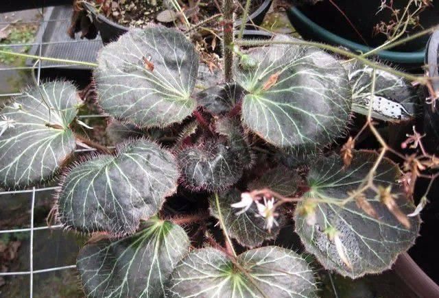 『精致』这些植物都可养在墙上,变精致的垂直植物景观,都可养在室内