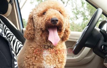 为什么开车不晕坐车就晕？原来是它在搞鬼，看看你车上有吗？