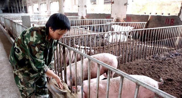  【补贴】船小好调头，农民小打小闹也能年入10万，比打工强