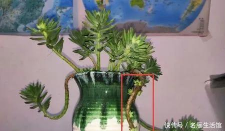 千佛手的叶|多肉植物千佛手爆侧芽方法技巧